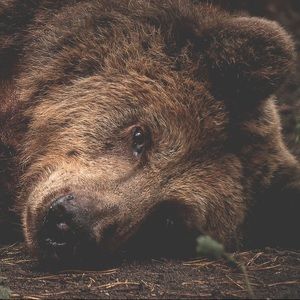 Meet your Posher, Abbi